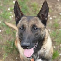 PATCH, chien à adopter