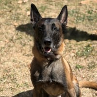 Seven CAA15861, chien à adopter