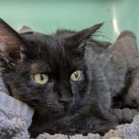 Baloo [Chaton], chat à adopter