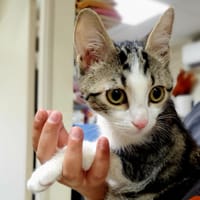 POTTER, chat à adopter