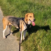 URANIE, chienne à adopter