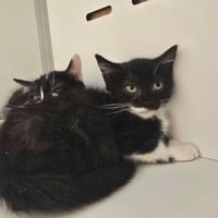 IVY, chatte à adopter