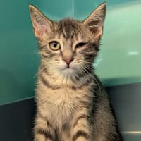 DATY, chatte à adopter