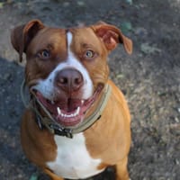 Mila, chienne à adopter