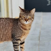 Willy, chat à adopter