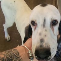 Saphir, chienne à adopter