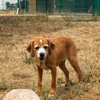 FANANTENANA, chienne à adopter
