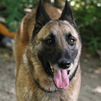 Hulk, chien à adopter