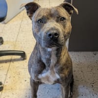 LUKE, chien à adopter