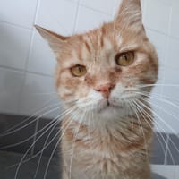 TOULKI, chat à adopter