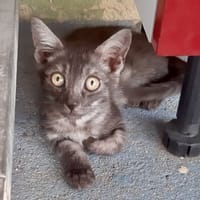 GALOPIN, chat à adopter