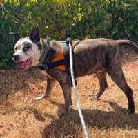 ZORRO, chien à adopter