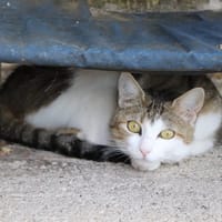 Valentine, chatte à adopter