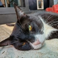 EBER, chat à adopter