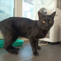 ALASTOR C, chat à adopter