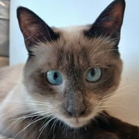MINO, chat à adopter