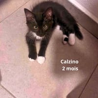 CALZINO, chat à adopter