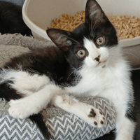 Oriane, chatte à adopter