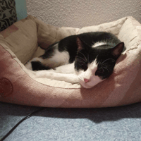 FREYJA, chatte à adopter