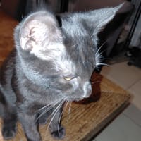 CHAT'PITRE chaton noir, chat à adopter