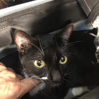 ALTESSE chatonne 1 an, chatte à adopter