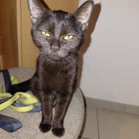 CHAT'OUILLE chatonne noire, chatte à adopter