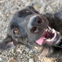 LINDA (Maria), chienne à adopter