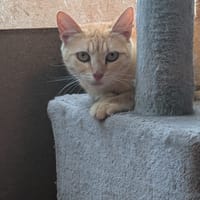 shakira, chatte à adopter