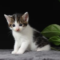 BOSWELLIA, chatte à adopter