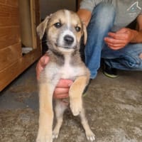 Lawenda, suczka do adopcji
