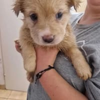 Meru, suczka do adopcji