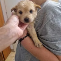 Tufcia, suczka do adopcji