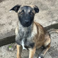 Phoénix, chien à adopter