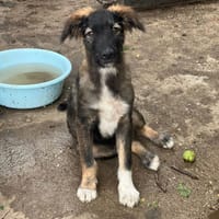 Dojo, chien à adopter