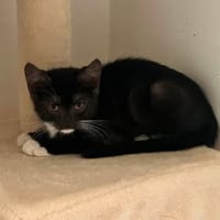 MARTINI, chat à adopter