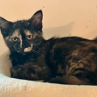 FLORIDA, chatte à adopter