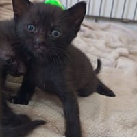 CACHAREL, chatte à adopter