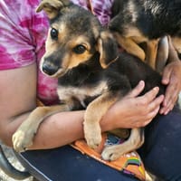 Kiran, chien à adopter