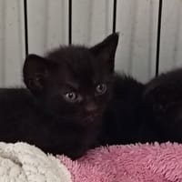 AZZARO, chat à adopter