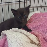 ARMANI, chat à adopter