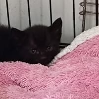KENZO, chat à adopter