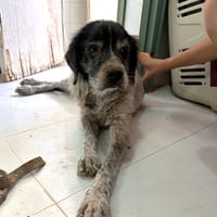 YAYO (Animalea), chien à adopter