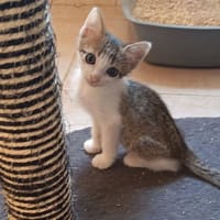 KUZKO, chat à adopter