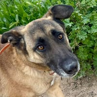 ESPERANZA (Maria), chienne à adopter