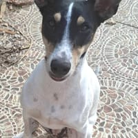 XARI (Martina), chienne à adopter