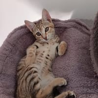 SAVANNA, chatte à adopter