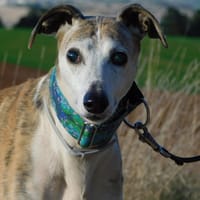 CHERI, chien à adopter