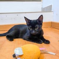 A l'adoption BERIE, chatte à adopter
