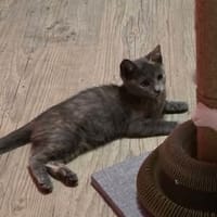 LOUANA, chatte à adopter