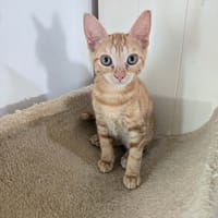 A l'adoption BERGAMOTE, chatte à adopter